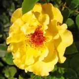 Park - grm vrtnice - rumena - Vrtnica brez vonja - Rosa Goldspatz ® - Na spletni nakup vrtnice