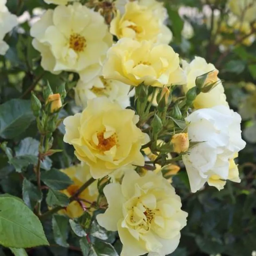 Giallo - Rosa - Goldspatz ® - Produzione e vendita on line di rose da giardino