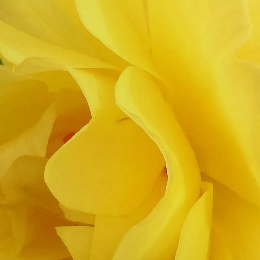 Shrub - Rosa - Goldspatz ® - Produzione e vendita on line di rose da giardino
