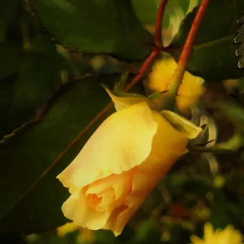 Rosa Goldspatz ® - sárga - csokros virágú - magastörzsű rózsafa