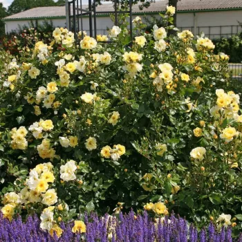 Jaune pâle - Fleurs groupées en bouquet - rosier à haute tige - buissonnant