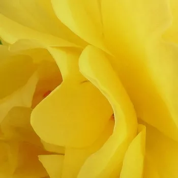 Rózsa kertészet - csokros virágú - magastörzsű rózsafa - sárga - Goldspatz ® - nem illatos rózsa