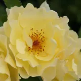 Park - grm vrtnice - Vrtnica brez vonja - rumena - Rosa Goldspatz ®