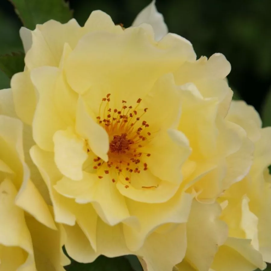 Fără parfum - Trandafiri - Goldspatz ® - comanda trandafiri online