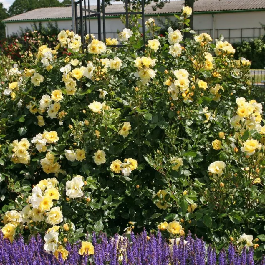 Semi completă - Trandafiri - Goldspatz ® - comanda trandafiri online