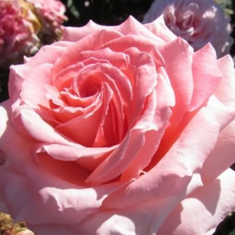 Rose Ibridi di Tea - Rosa - Gorgeous Girl™ - Produzione e vendita on line di rose da giardino