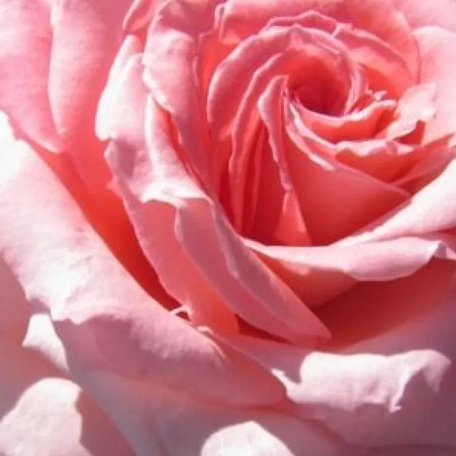 Hybrid Tea - Ruža - Gorgeous Girl™ - Narudžba ruža