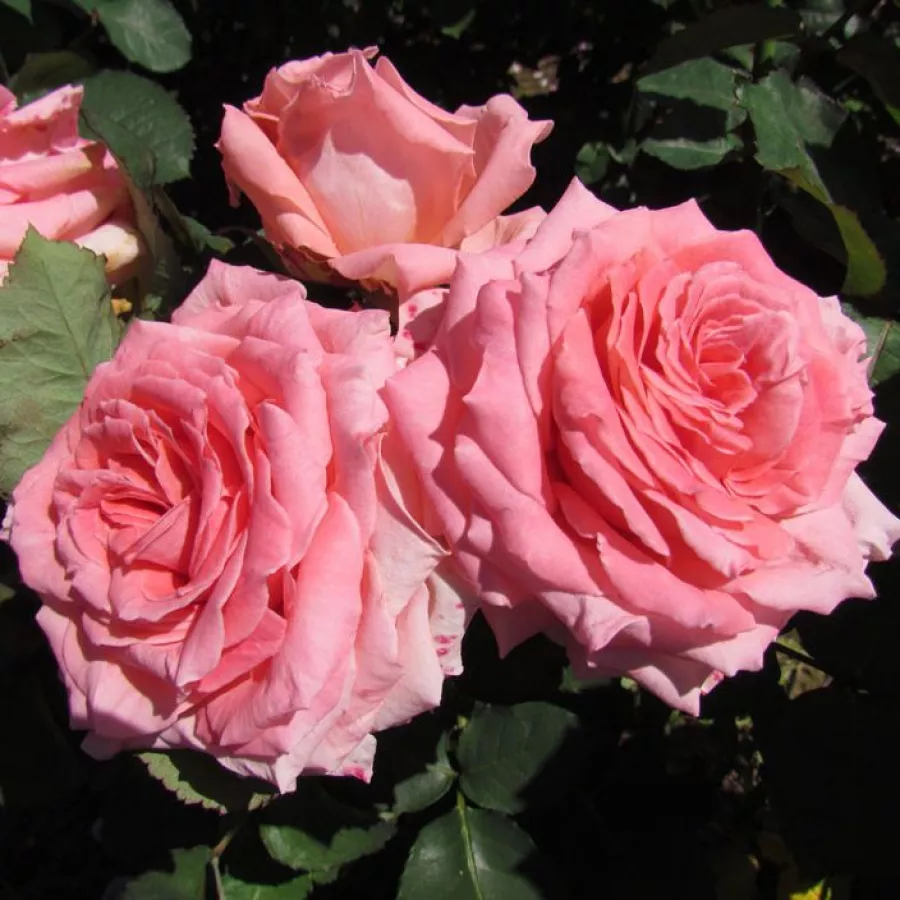 John Ford - Rózsa - Gorgeous Girl™ - Kertészeti webáruház