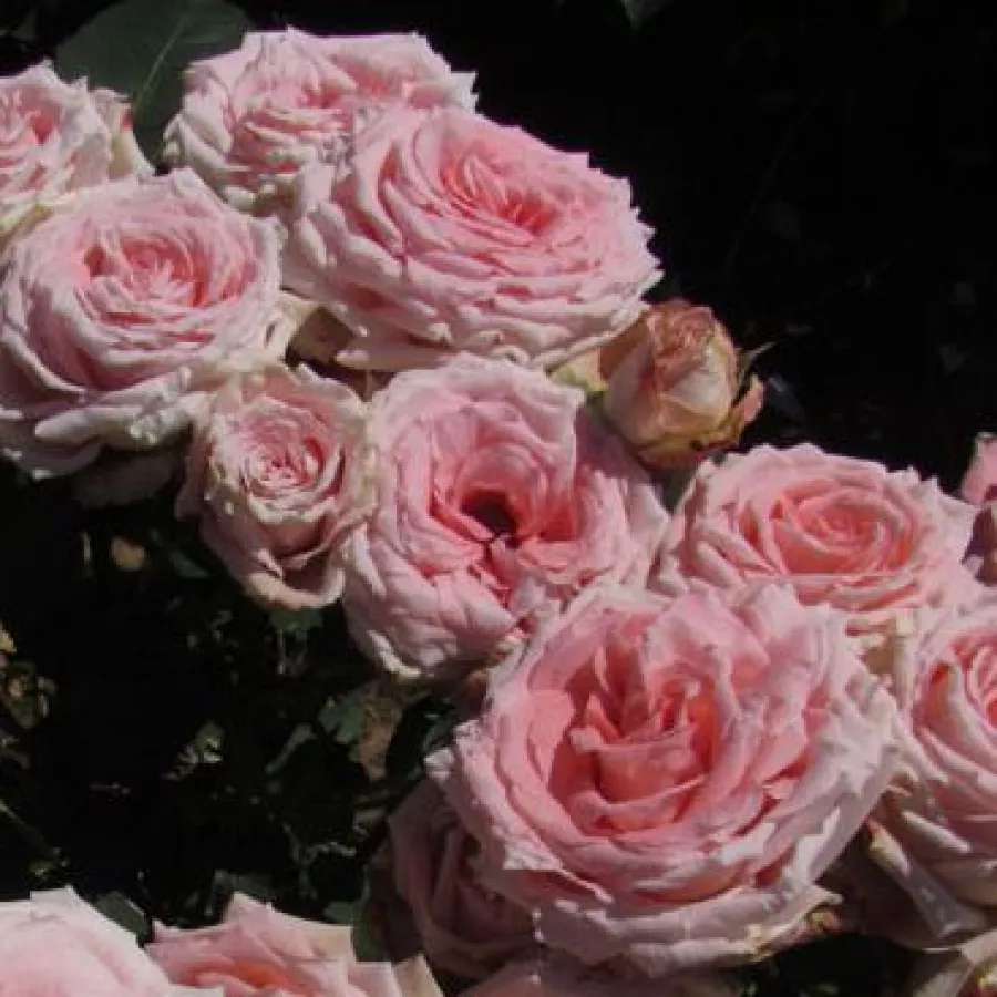 Rosier haute tige - Fleurs groupées en bouquet - Rosier - Gorgeous Girl™ - 