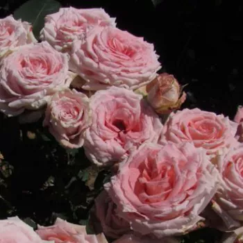 Rosa Gorgeous Girl™ - růžová - stromkové růže - Stromkové růže, květy kvetou ve skupinkách
