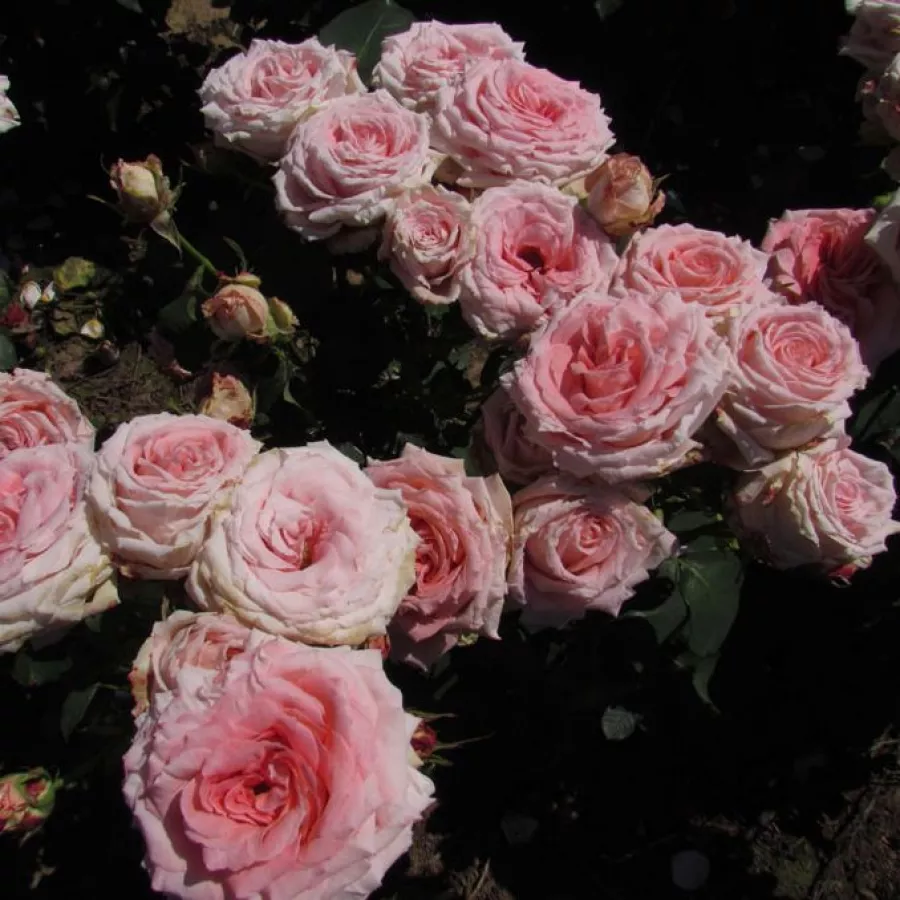 120-150 cm - Rosa - Gorgeous Girl™ - rosal de pie alto