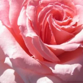 Rosa Gorgeous Girl™ - rosa de fragancia medio intensa - Árbol de Rosas Floribunda - rosal de pie alto - rosa - John Ford- forma de corona tupida - Rosal de árbol con multitud de flores que se abren en grupos no muy densos.