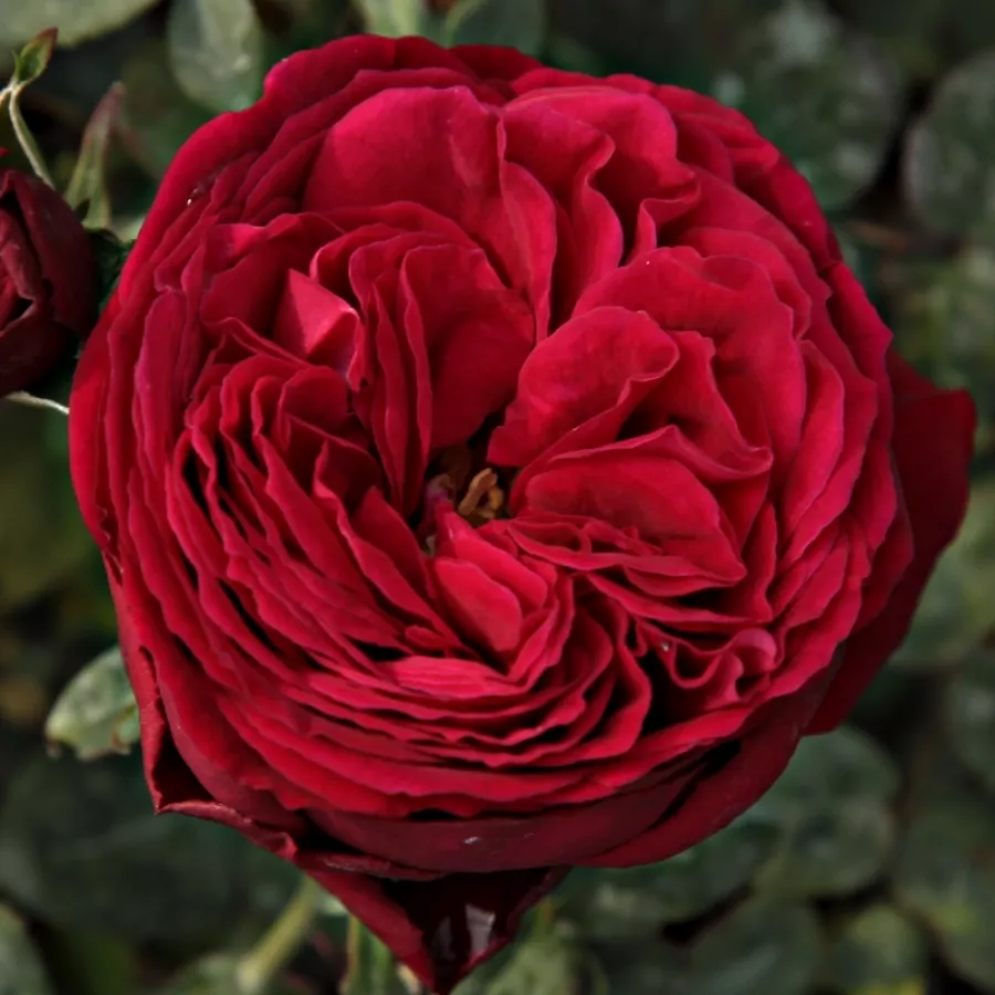 Róża wielkokwiatowa - Hybrid Tea - Róża - Proper Job - Szkółka Róż Rozaria