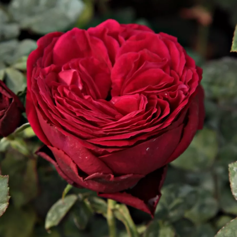 Różowy - Róża - Proper Job - Szkółka Róż Rozaria