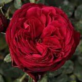 Roza - drevesne vrtnice - Rosa Proper Job - Vrtnica intenzivnega vonja