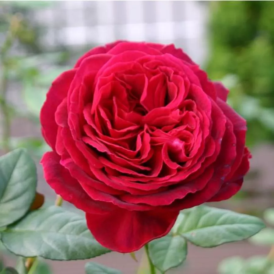Angolrózsa virágú- magastörzsű rózsafa - Rózsa - Proper Job - Kertészeti webáruház