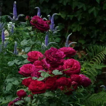 Malwowo-fioletowy - róża pienna - Róże pienne - z kwiatami róży angielskiej
