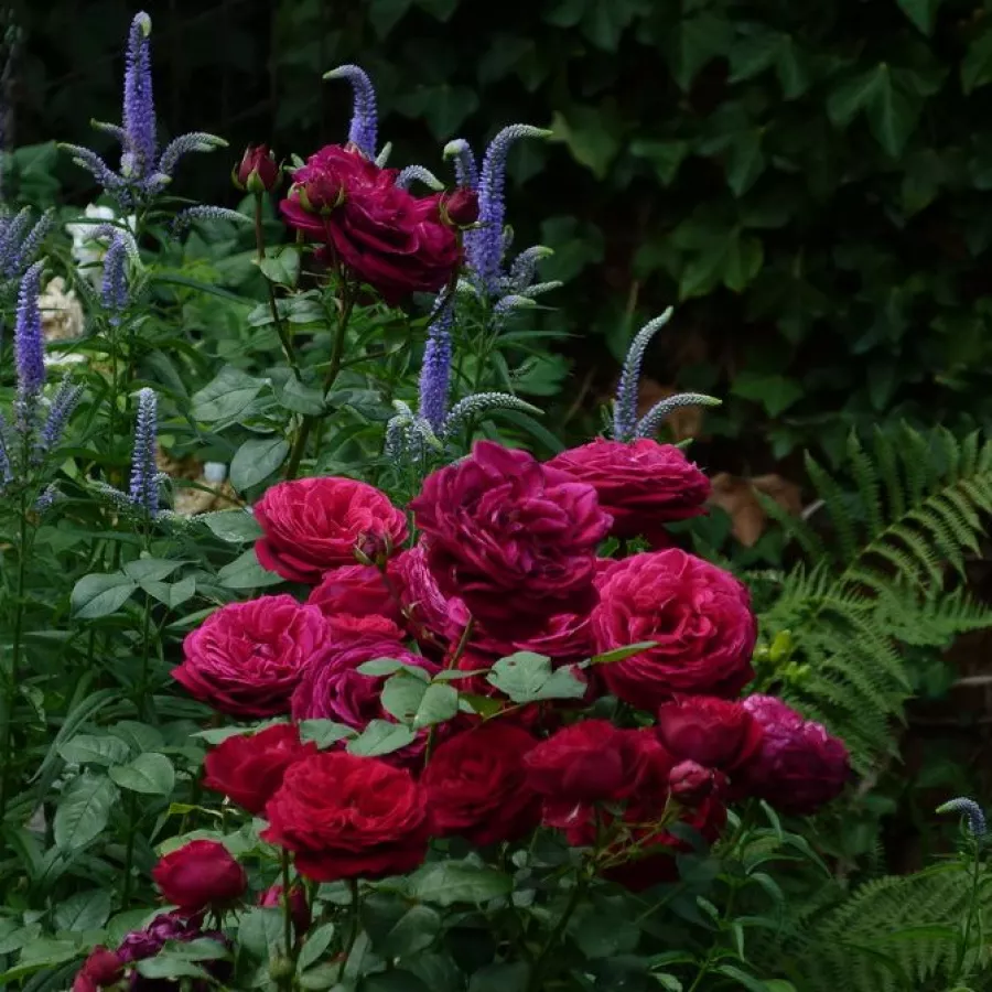 Tömvetelt virágú - Rózsa - Rhea - online rózsa vásárlás