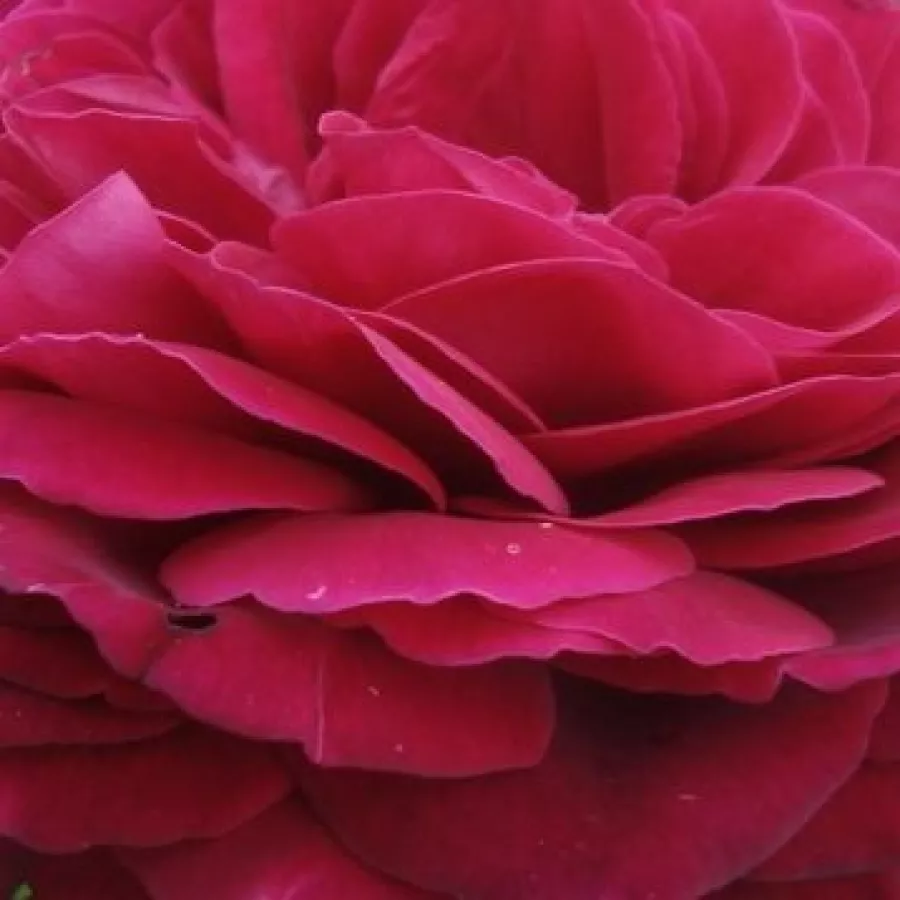 Rozettás - Rózsa - Rhea - online rózsa vásárlás