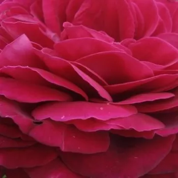 Růže eshop - růžová - intenzivní - Čajohybridy - Proper Job - (60-90 cm)