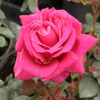 Rózsák webáruháza. - rózsaszín - teahibrid rózsa - Görgény - intenzív illatú rózsa - méz aromájú - (60-70 cm)