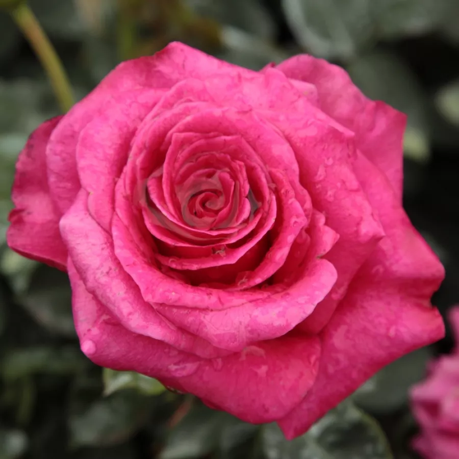 Róża wielkokwiatowa - Hybrid Tea - Róża - Görgény - Szkółka Róż Rozaria