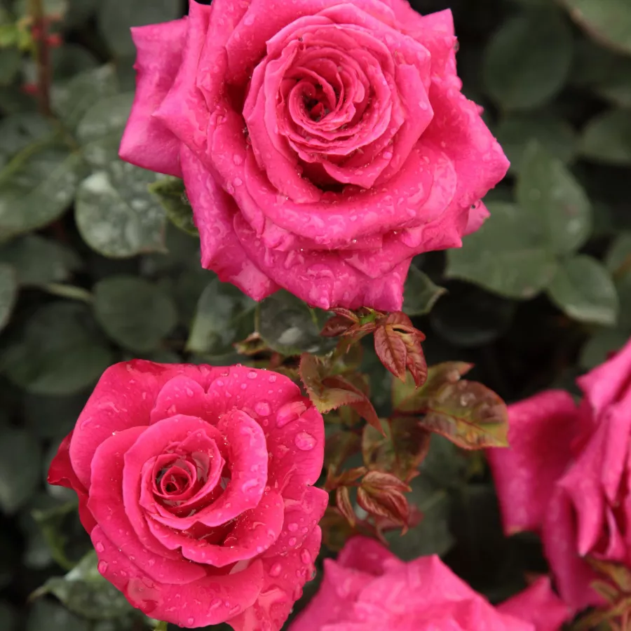 Różowy - Róża - Görgény - Szkółka Róż Rozaria