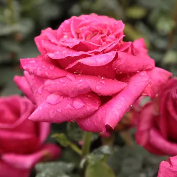 Sötétrózsaszín - teahibrid virágú - magastörzsű rózsafa - intenzív illatú rózsa - méz aromájú