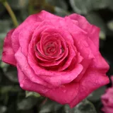 Teahibrid rózsa - intenzív illatú rózsa - méz aromájú - kertészeti webáruház - Rosa Görgény - rózsaszín