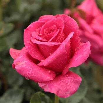 Rosa Görgény - roz - Trandafiri hibrizi Tea