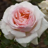 Rózsaszín - teahibrid rózsa - Online rózsa vásárlás - Rosa Andre Le Notre ® - intenzív illatú rózsa - eper aromájú