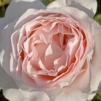 Rózsák webáruháza. - rózsaszín - teahibrid rózsa - Andre Le Notre ® - intenzív illatú rózsa - eper aromájú - (90-100 cm)