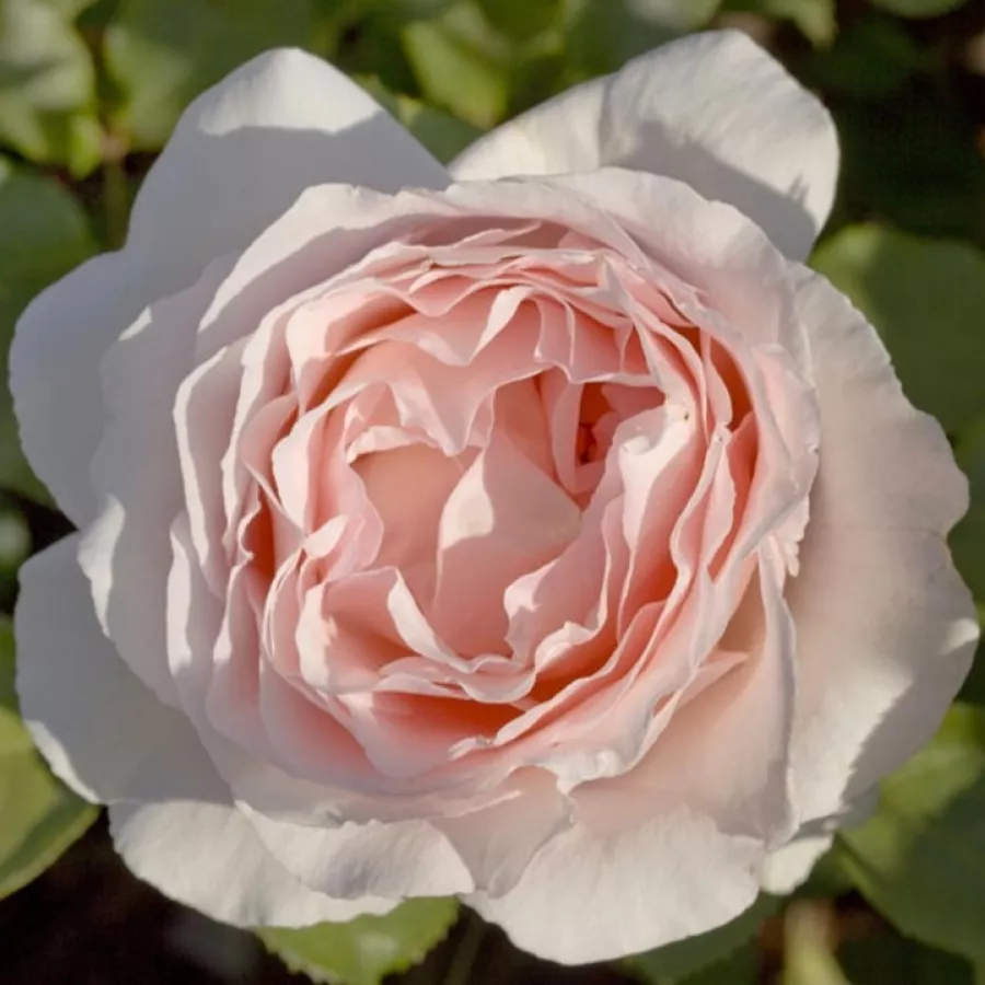 Teahibrid rózsa - Rózsa - Andre Le Notre ® - Online rózsa rendelés