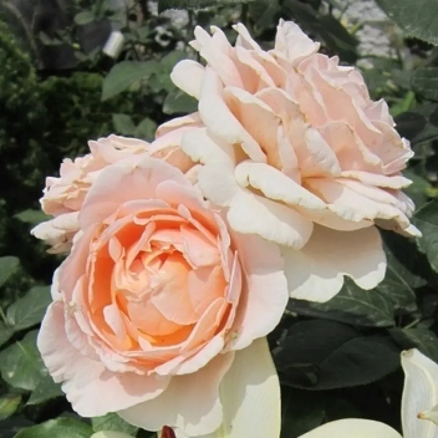 Rózsaszín - Rózsa - Andre Le Notre ® - Online rózsa rendelés
