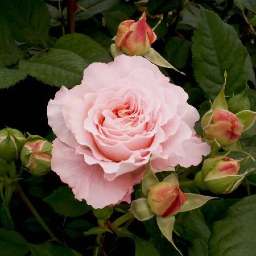 Rosa intensamente profumata - Rosa - Andre Le Notre ® - Produzione e vendita on line di rose da giardino