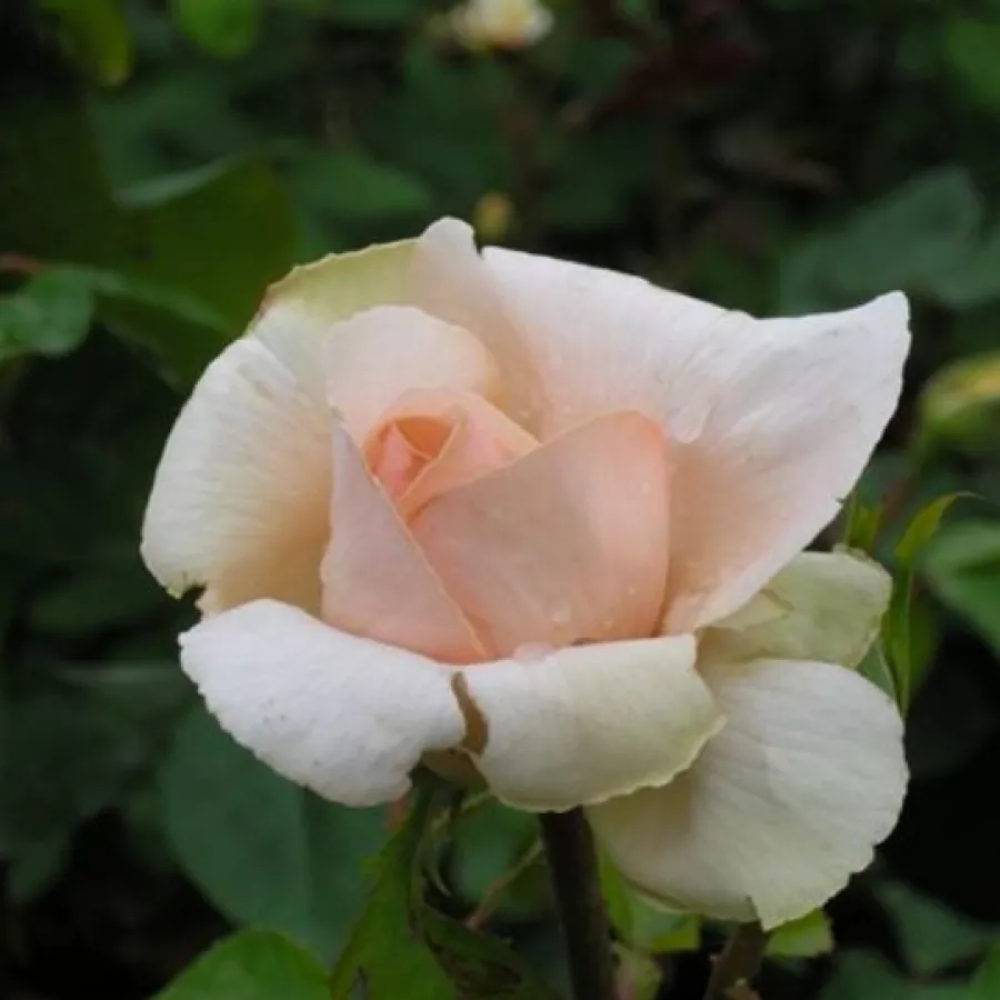 Teahibrid virágú - magastörzsű rózsafa - Rózsa - Andre Le Notre ® - Kertészeti webáruház