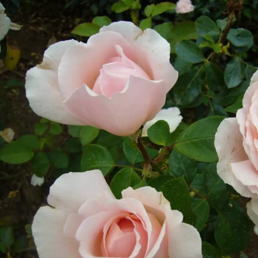 Róża wielkokwiatowa - Hybrid Tea - Róża - Andre Le Notre ® - róże sklep internetowy