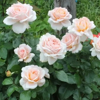 Rosa claro - rosales híbridos de té - rosa de fragancia intensa - fresa