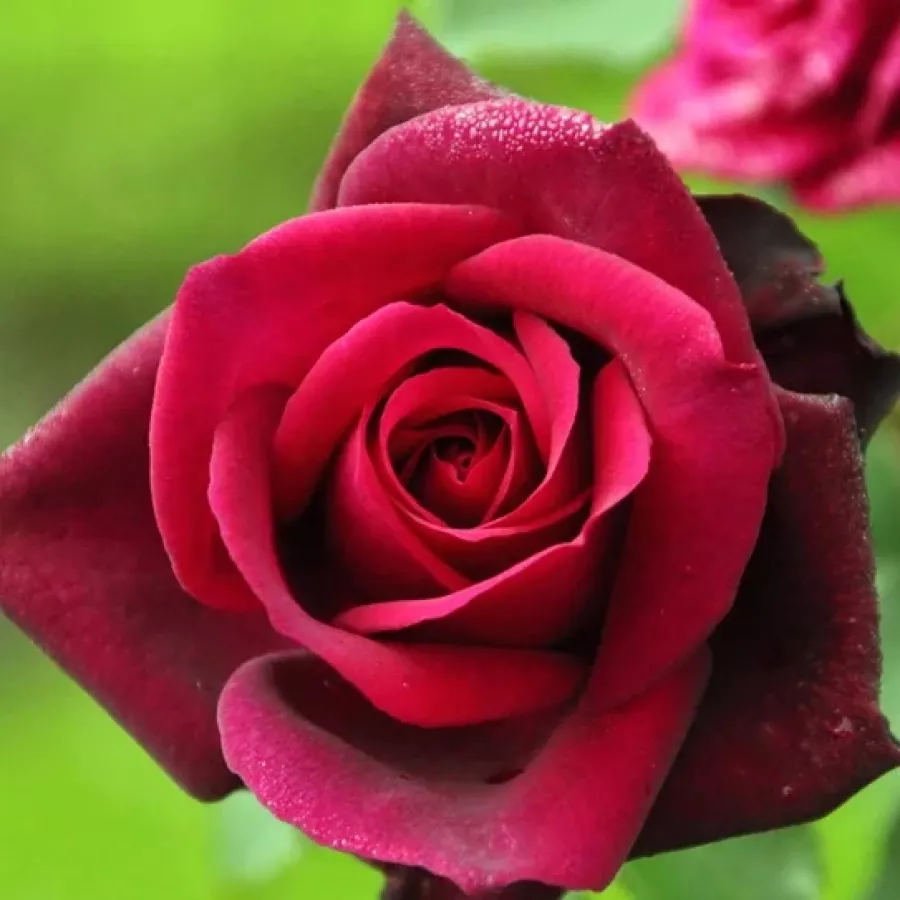 Vrtnica čajevka - Roza - Gräfin Diana® - Na spletni nakup vrtnice