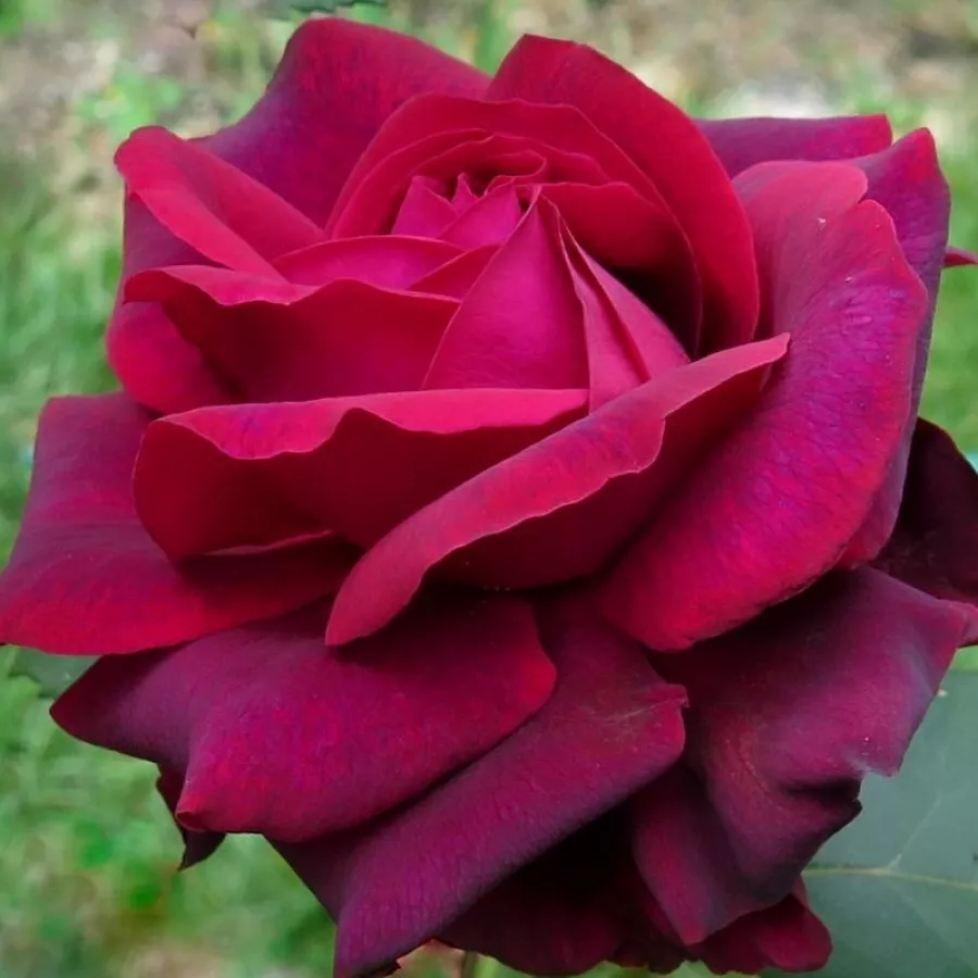 Różowy - Róża - Gräfin Diana® - Szkółka Róż Rozaria