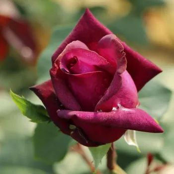 Rosa Gräfin Diana® - rosa - rosales híbridos de té