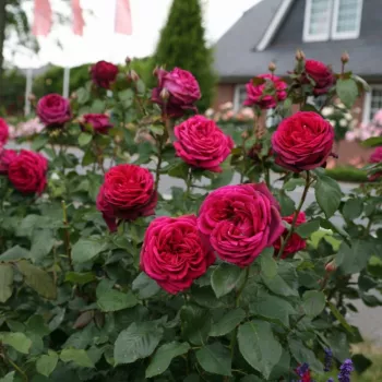Rosa oscuro - rosales híbridos de té - rosa de fragancia intensa - canela