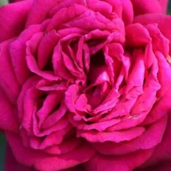 Online rózsa kertészet - teahibrid rózsa - rózsaszín - intenzív illatú rózsa - fahéj aromájú - Gräfin Diana® - (80-100 cm)