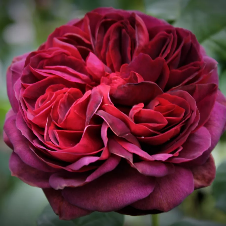 Rosa - Rosa - Gräfin Diana® - rosal de pie alto