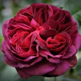 Roza - drevesne vrtnice - Rosa Gräfin Diana® - Vrtnica intenzivnega vonja