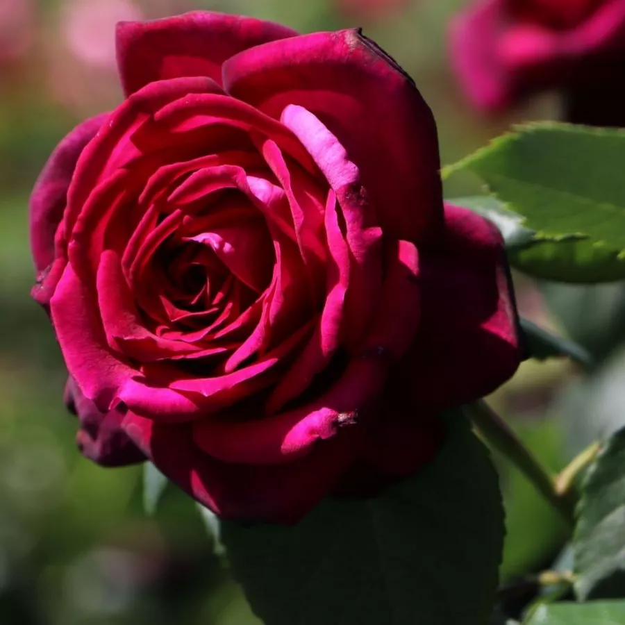 Róża pienna - Róże pienne - z kwiatami róży angielskiej - Róża - Gräfin Diana® - 