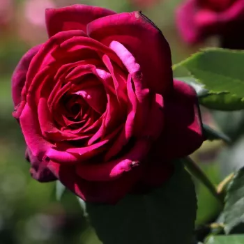 Rosa Gräfin Diana® - rózsaszín - magastörzsű rózsa - angolrózsa virágú
