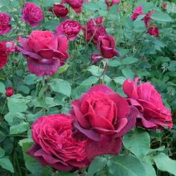 Różowy - róża pienna - Róże pienne - z kwiatami róży angielskiej