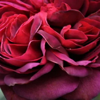 Rosa Gräfin Diana® - parfum intense - Rosier aux fleurs anglaises - rosier à haute tige - rose - W. Kordes & Sons - tiges montantes - -