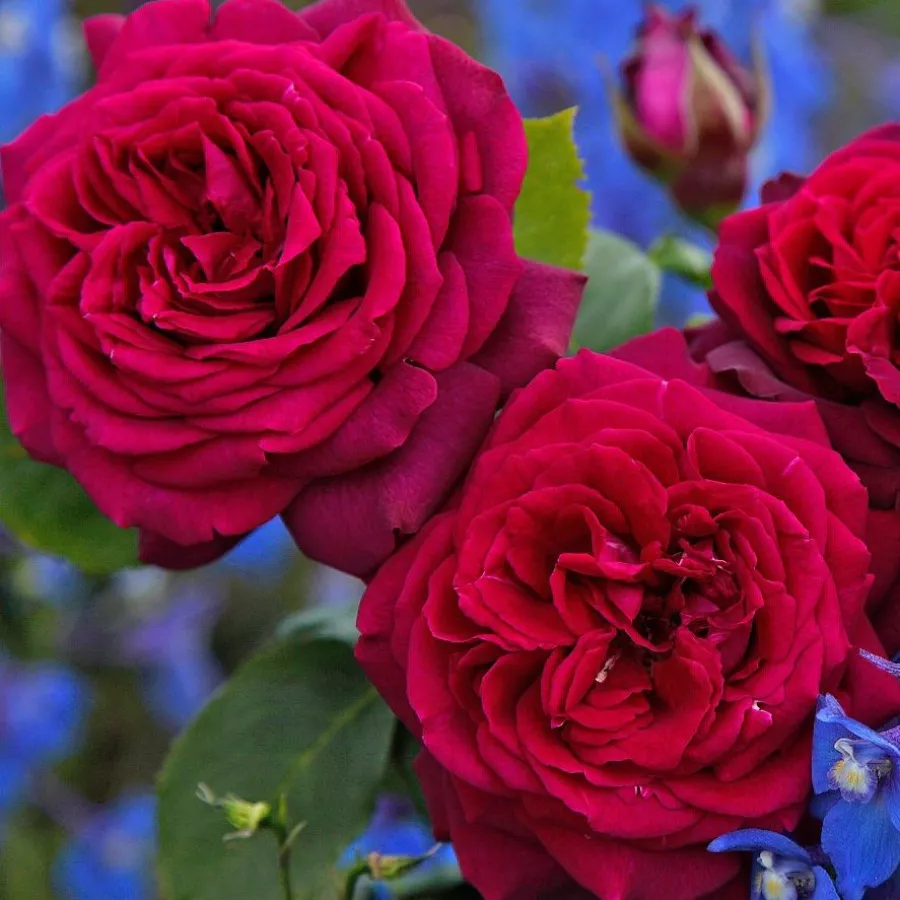Trandafiri hibrizi Tea - Trandafiri - Gräfin Diana® - comanda trandafiri online